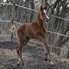 Arabisk fuldblod (OX) EA Taylor Maid