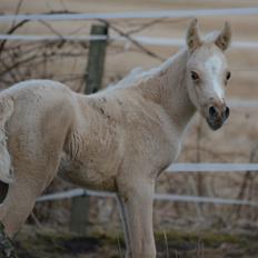 Palomino Enghavegårds Akropolis (Solgt)