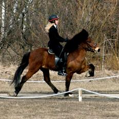 Islænder Lettir fra Skovbogaard