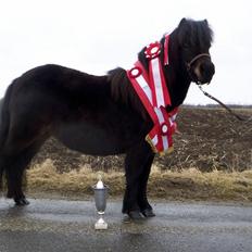 Shetlænder Ejstrups Perle