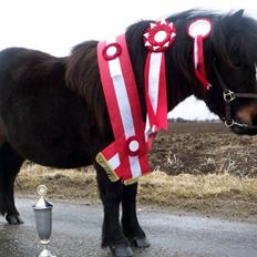 Shetlænder Ejstrups Perle