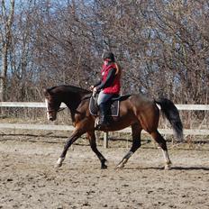 Dansk Varmblod My Choice