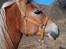 Tyroler Haflinger | Savage - 04-04-13 Smukke Savage
