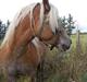 Haflinger Princess