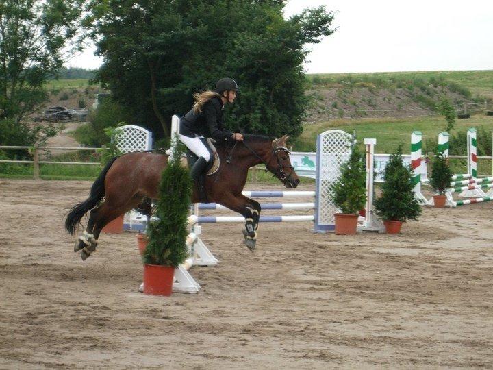 Welsh Pony (sec B) Molly billede 15