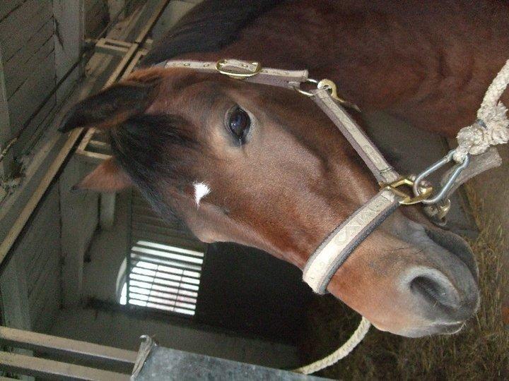 Welsh Pony (sec B) Molly billede 16