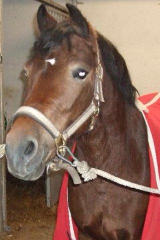 Welsh Pony (sec B) Molly billede 19