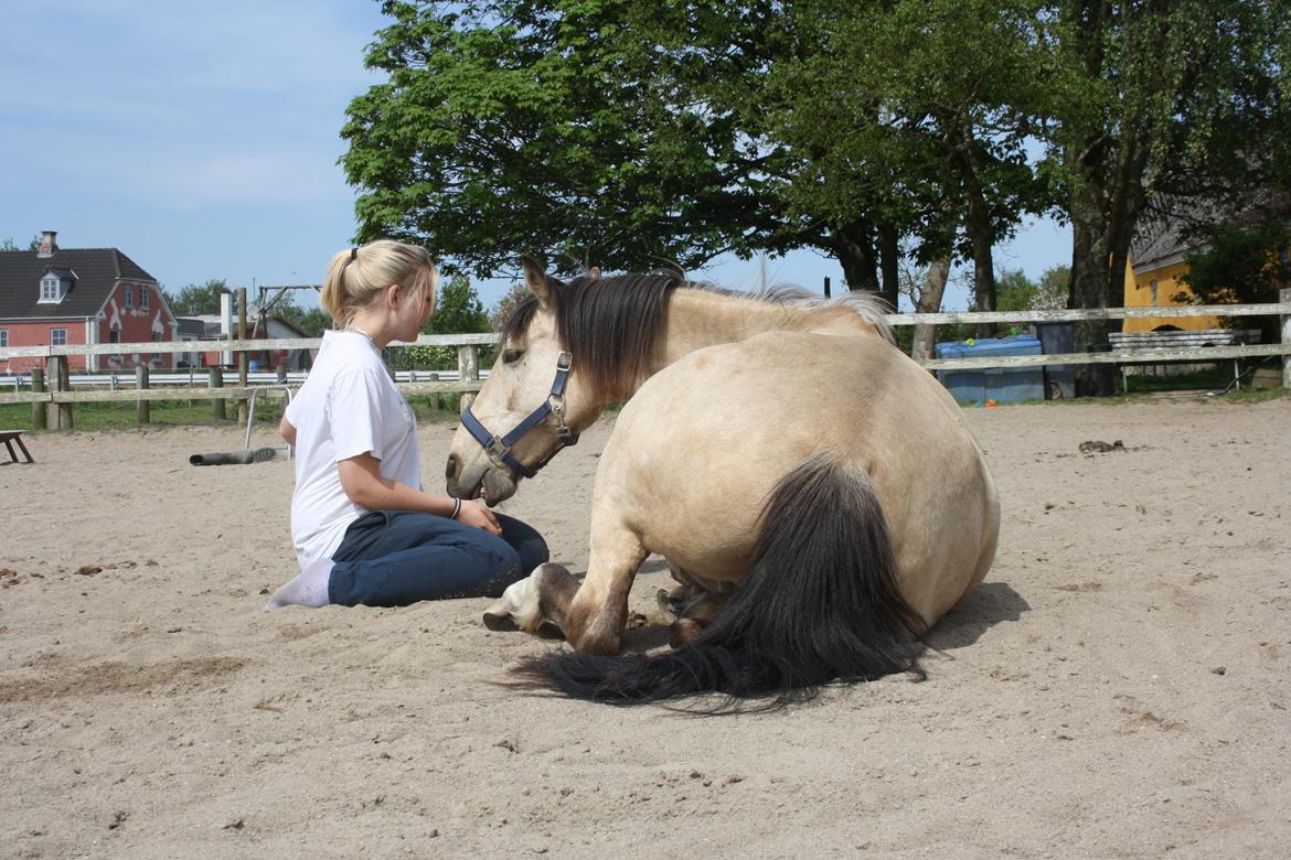 Anden særlig race Poppelgårdens Don billede 4
