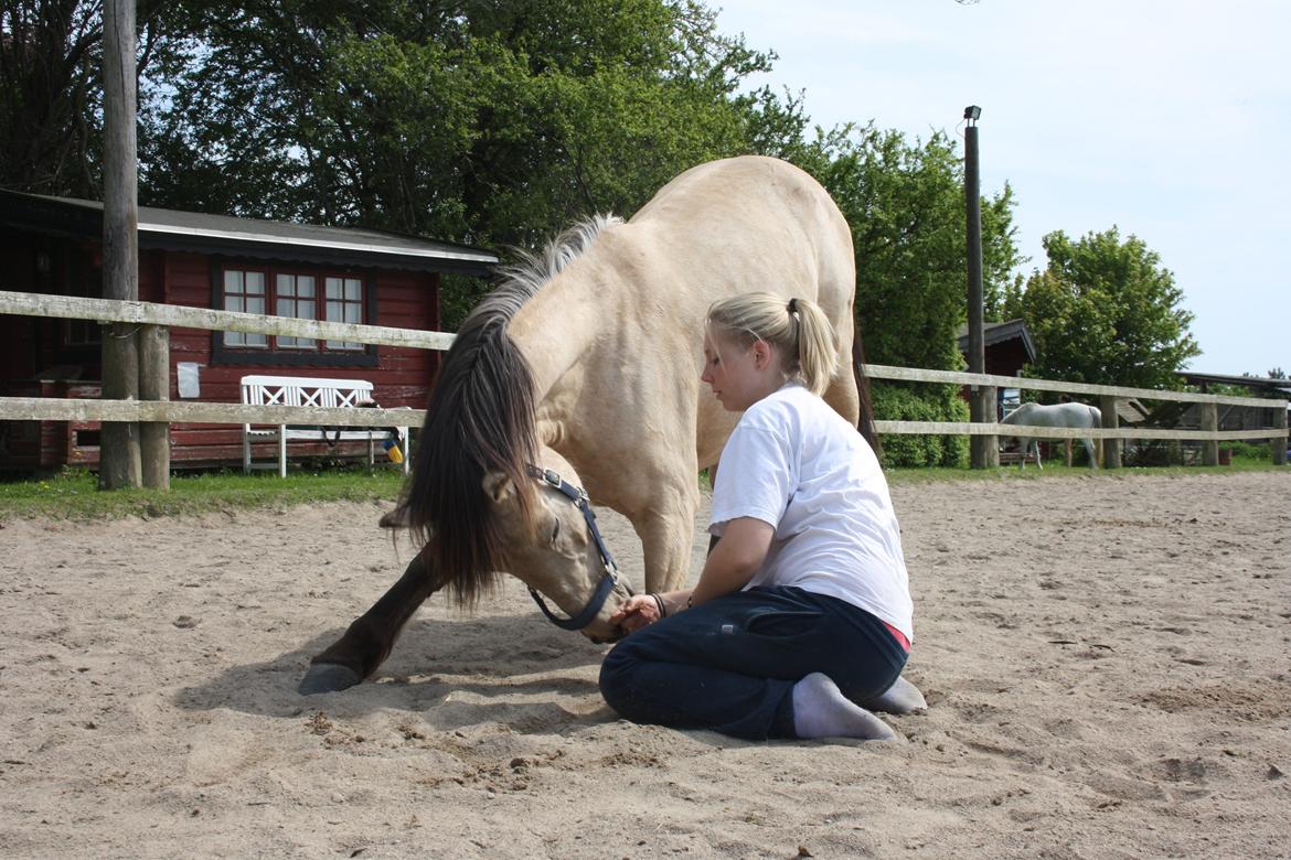 Anden særlig race Poppelgårdens Don billede 6