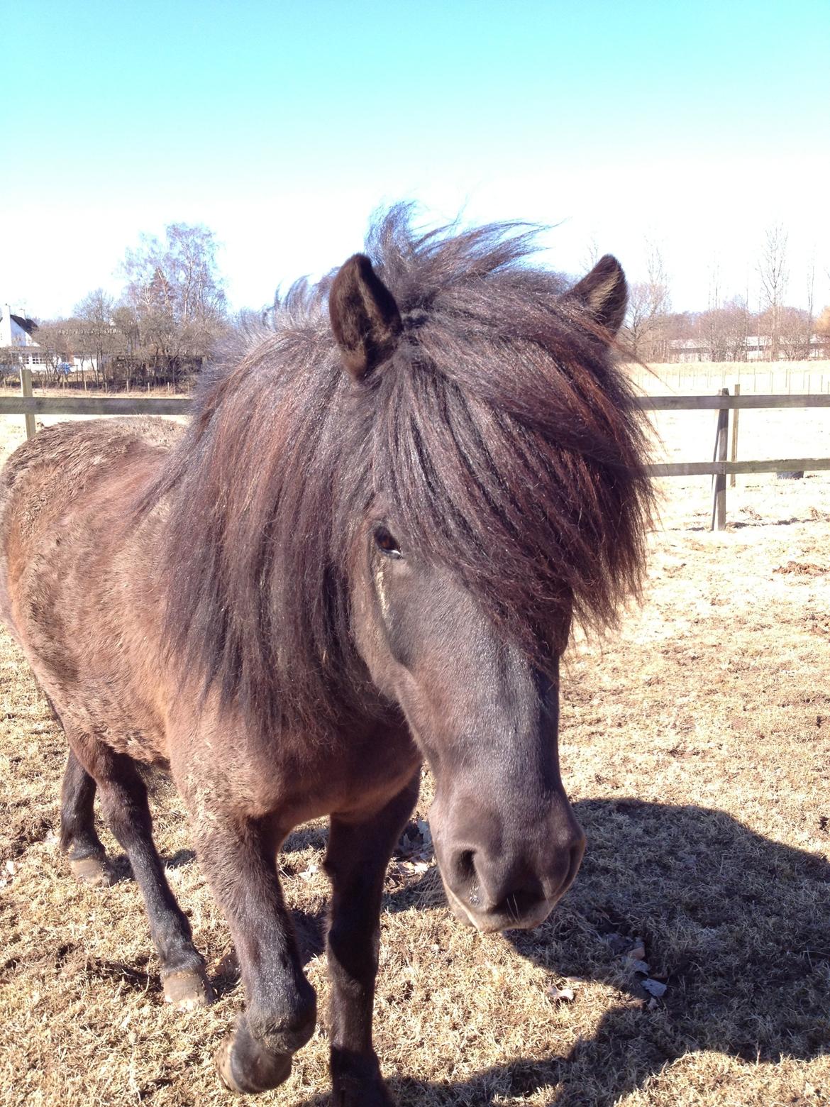 Islænder Hrafntinna fra Langtved billede 10