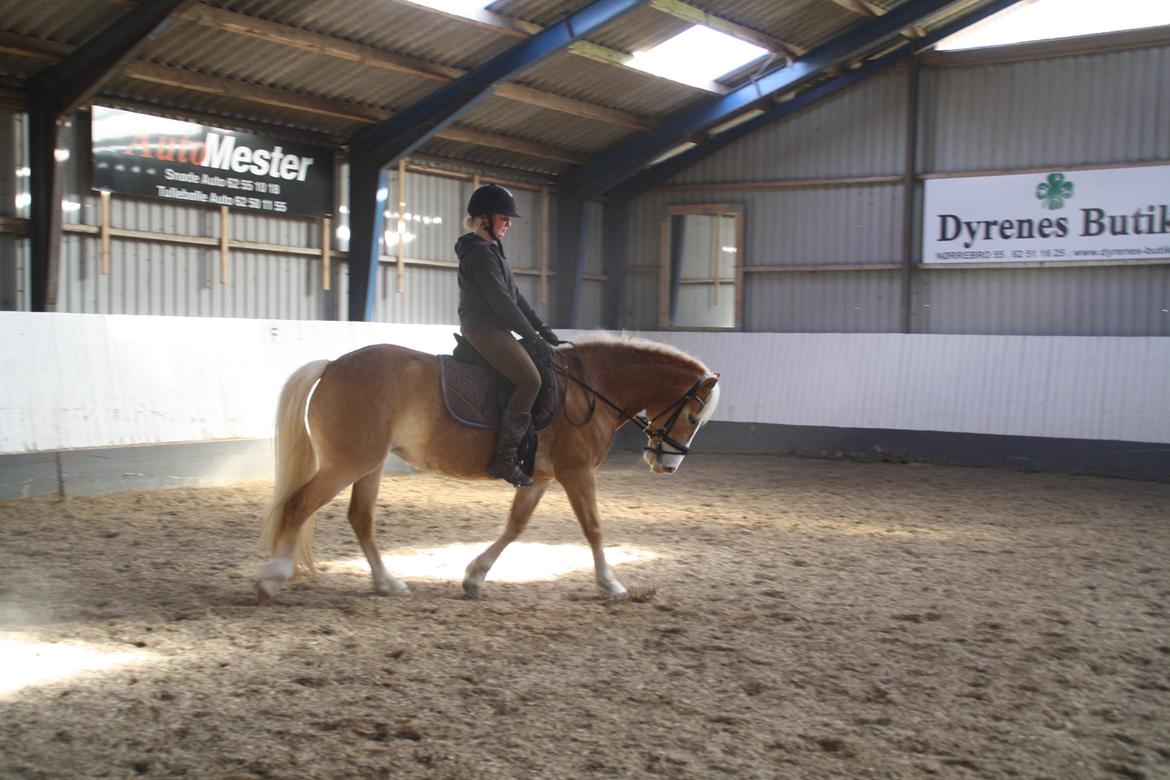 Haflinger NORDLUNDES HONEY - Honey i ridehuset billede 2