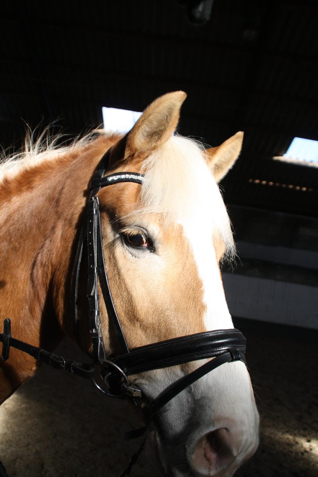 Haflinger NORDLUNDES HONEY - Smukke Honey billede 3