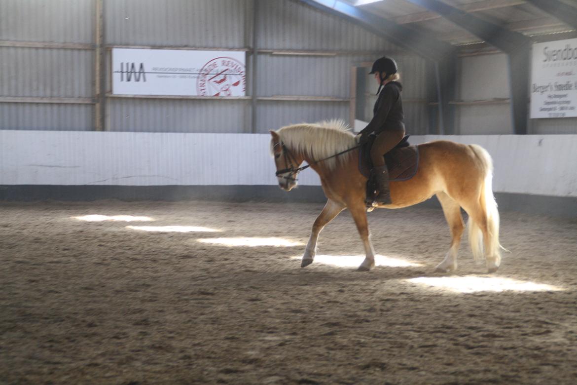 Haflinger NORDLUNDES HONEY - Honey gør sit bedste. billede 4