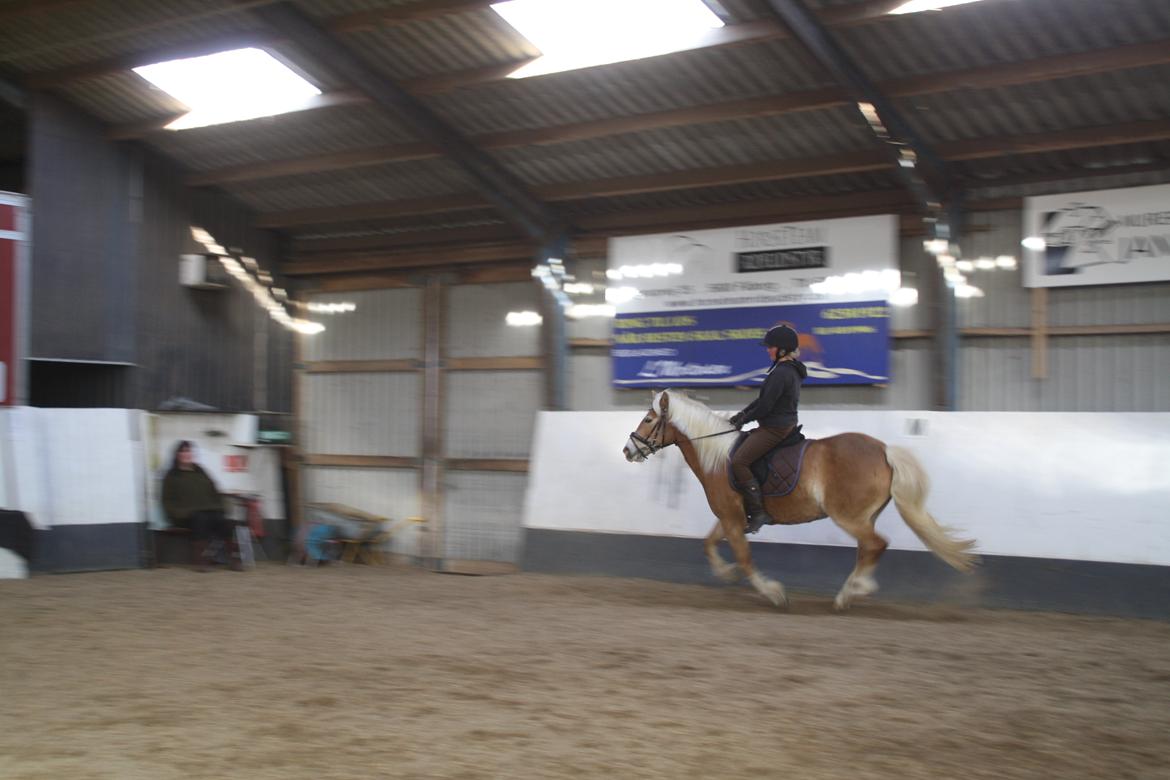 Haflinger NORDLUNDES HONEY - Vi øver galoppen billede 5