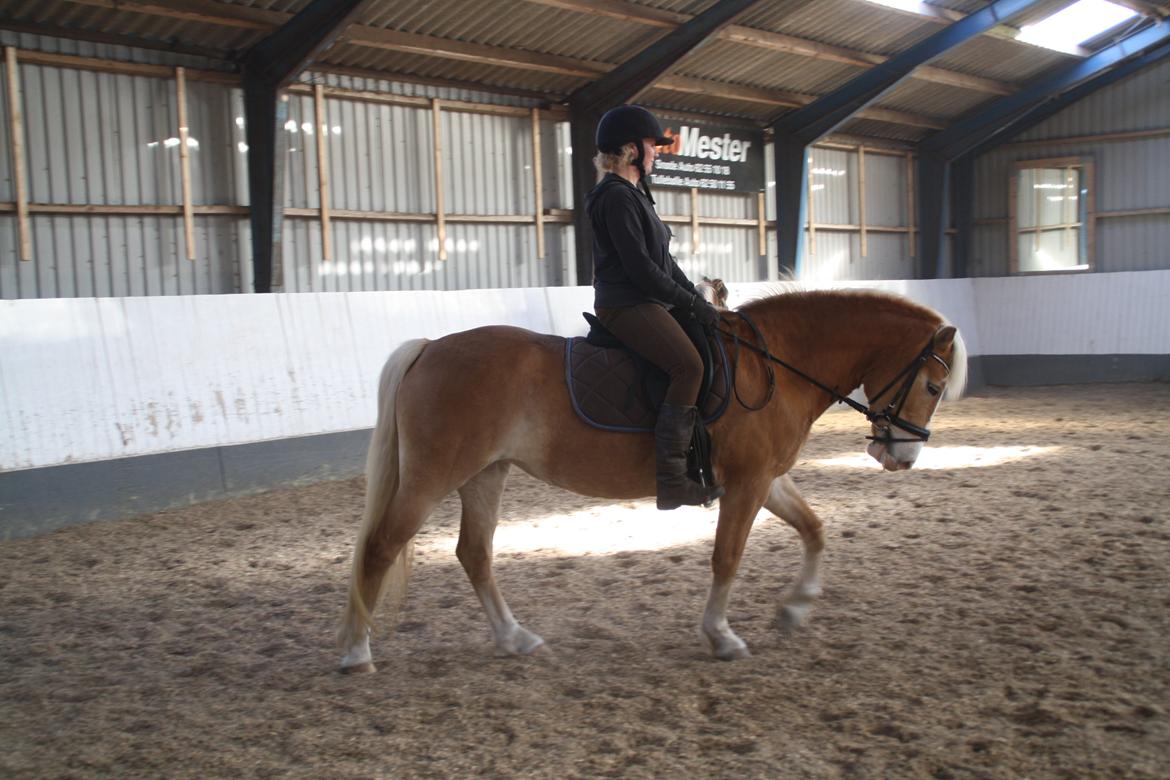 Haflinger NORDLUNDES HONEY - Honey i Ridehuset billede 6