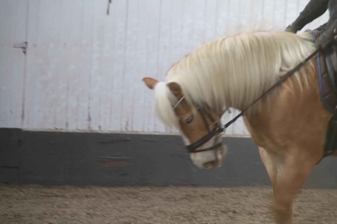 Haflinger NORDLUNDES HONEY - Honey når hun er bedst billede 7