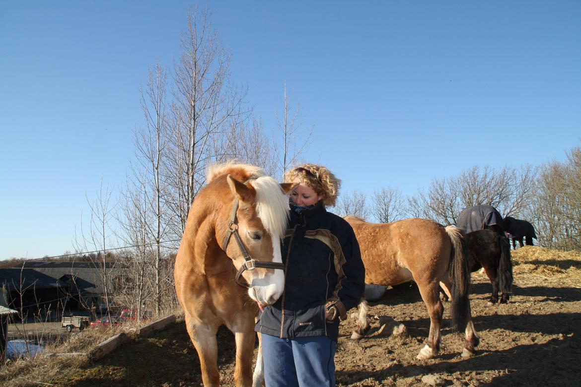 Haflinger NORDLUNDES HONEY billede 8