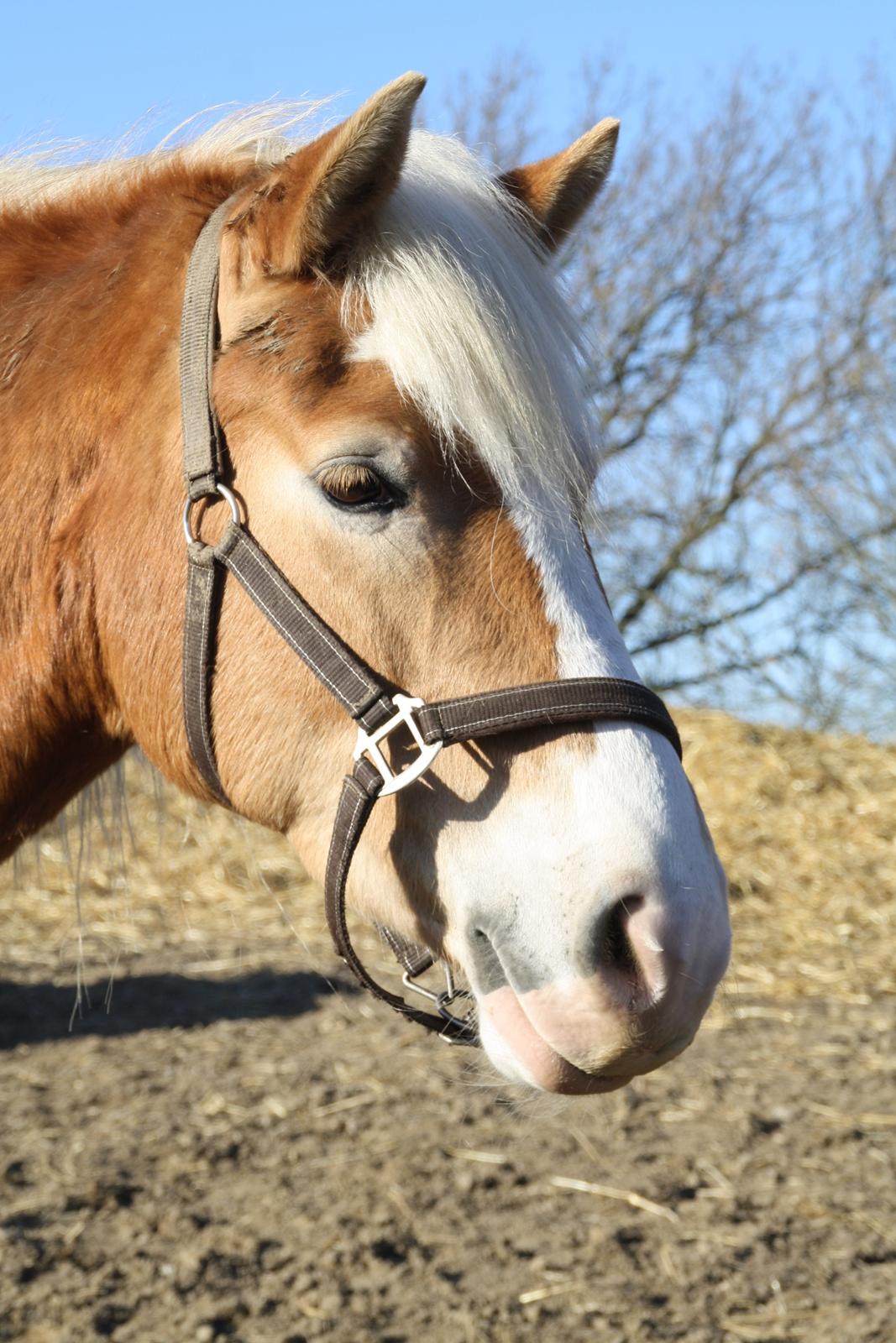 Haflinger NORDLUNDES HONEY - Honey på folden i solen billede 9
