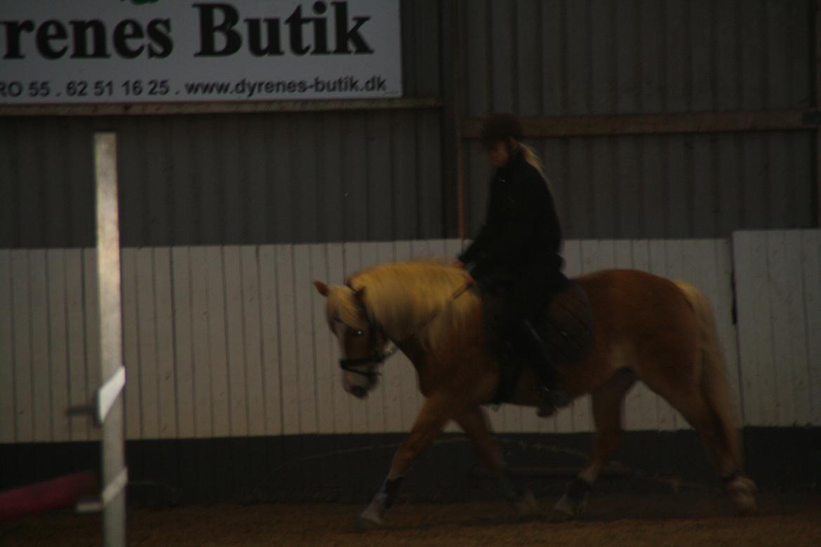 Haflinger NORDLUNDES HONEY - Simone varmer Honey op inden de skulle springe billede 10