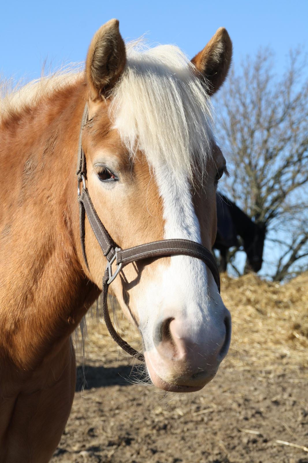 Haflinger NORDLUNDES HONEY billede 1