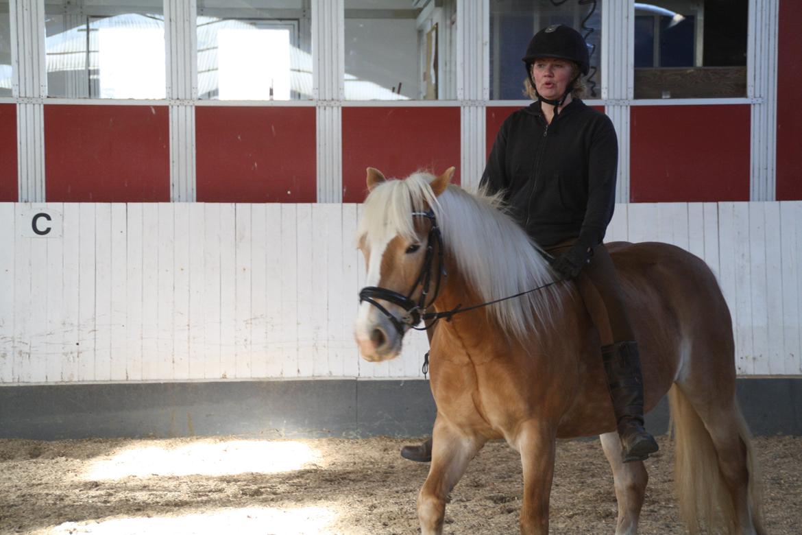 Haflinger NORDLUNDES HONEY billede 11