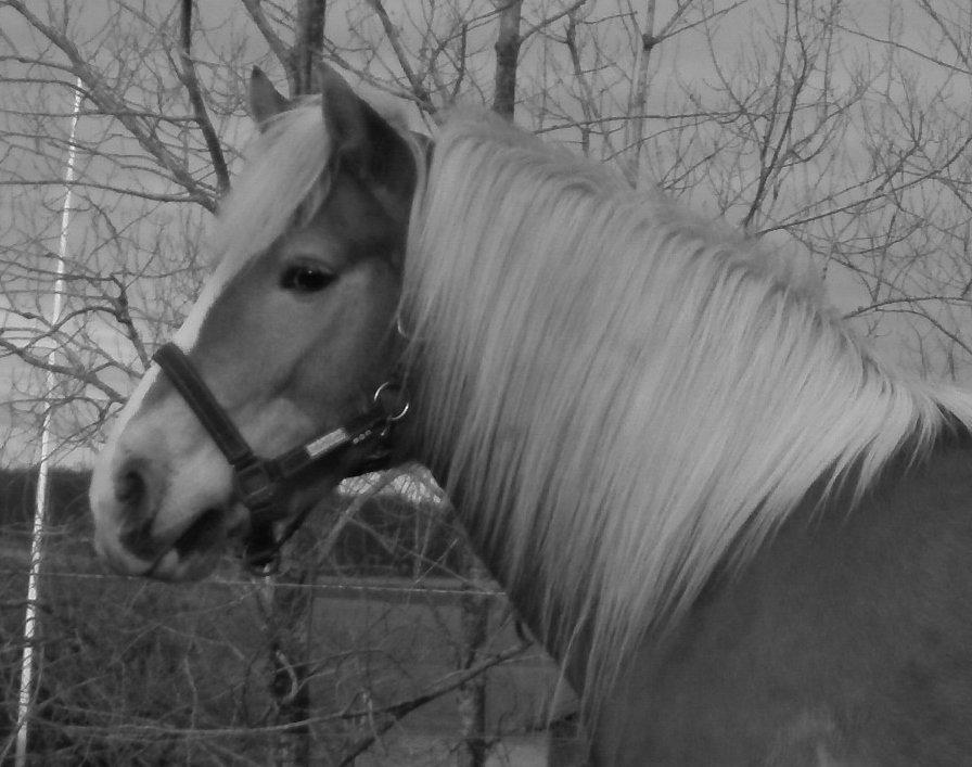 Haflinger NORDLUNDES HONEY billede 12