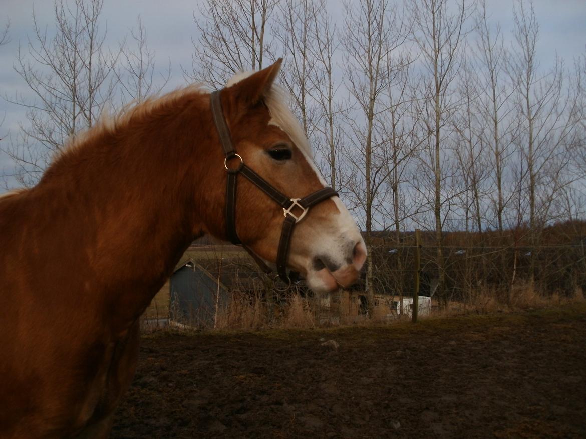 Haflinger NORDLUNDES HONEY billede 13