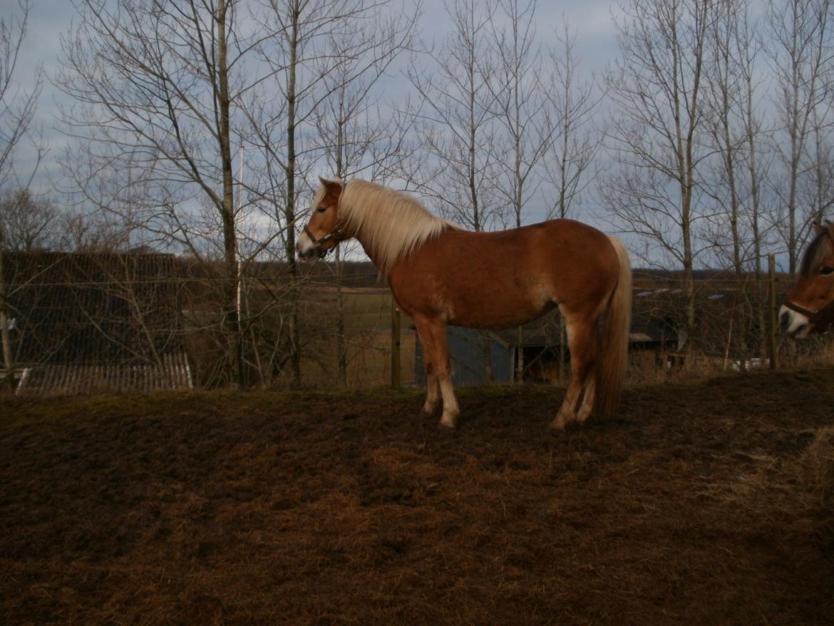 Haflinger NORDLUNDES HONEY billede 14