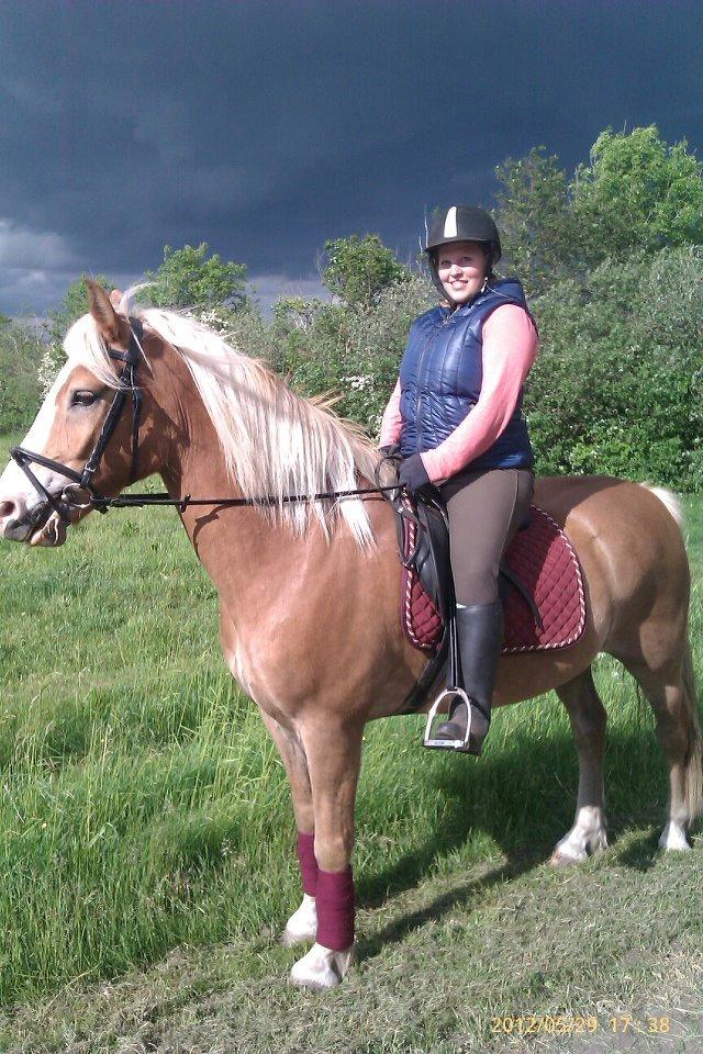 Haflinger Laban - Laban er lige kommet hjem til Rebelsig - efteråret 2011 billede 2