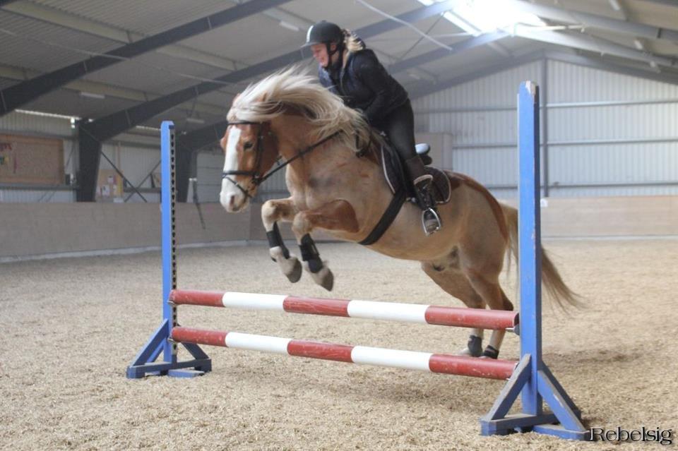 Haflinger Laban - Anden gang vi springer sammen billede 12