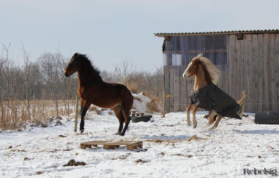 Haflinger Laban billede 9