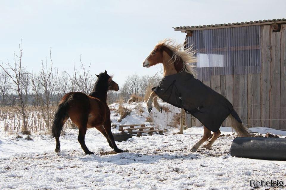 Haflinger Laban billede 10