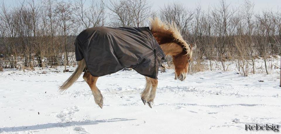 Haflinger Laban billede 11