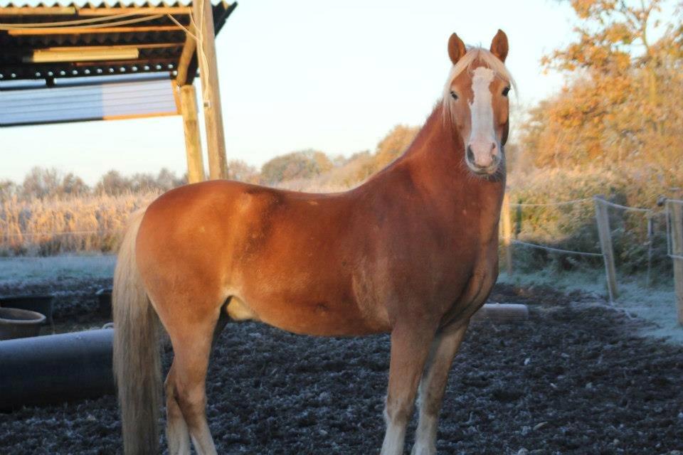 Haflinger Laban - Efteråret 2012 billede 1