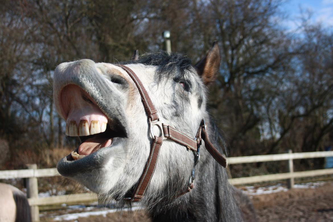 Anden særlig race Rolighedens Caruzo billede 7