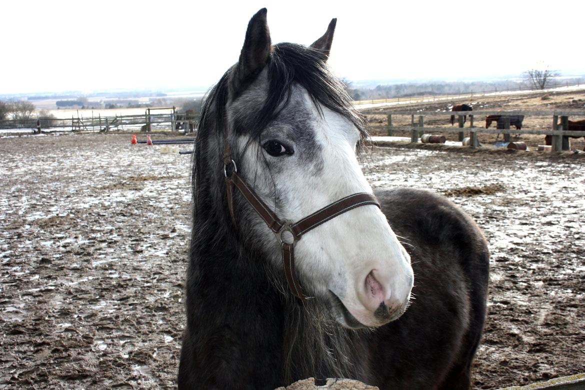 Anden særlig race Rolighedens Caruzo billede 9