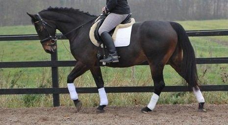 Oldenborg søstedgårds honey (pigen) billede 11