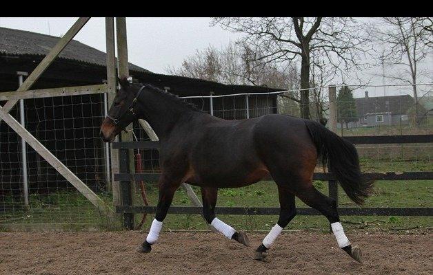 Oldenborg søstedgårds honey (pigen) billede 12