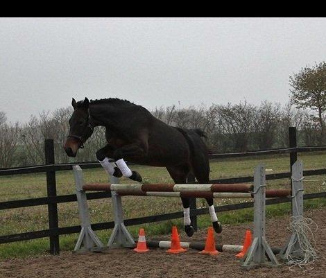 Oldenborg søstedgårds honey (pigen) billede 13