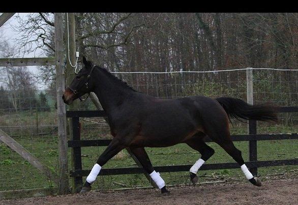 Oldenborg søstedgårds honey (pigen) billede 14