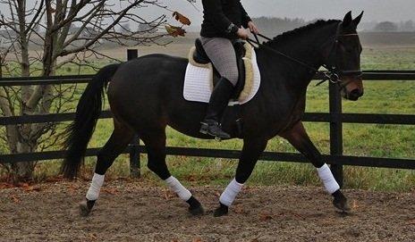 Oldenborg søstedgårds honey (pigen) billede 15