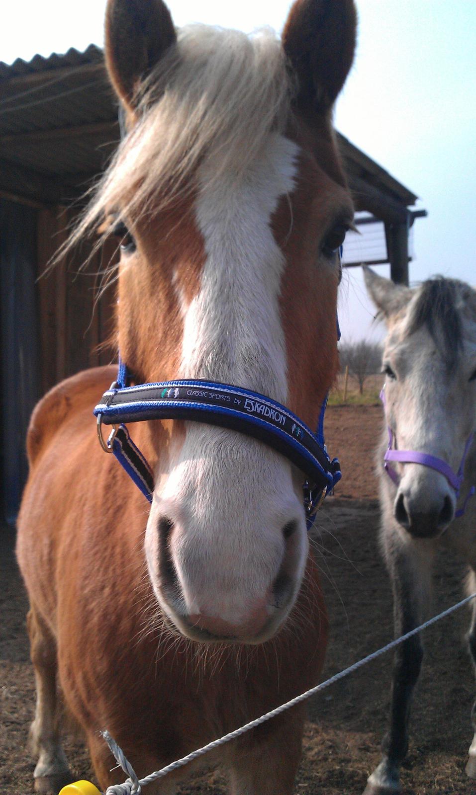 Haflinger Laban billede 4