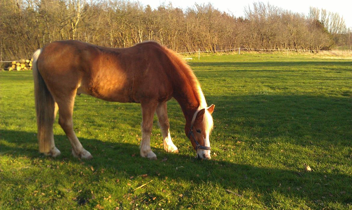 Haflinger Laban billede 5