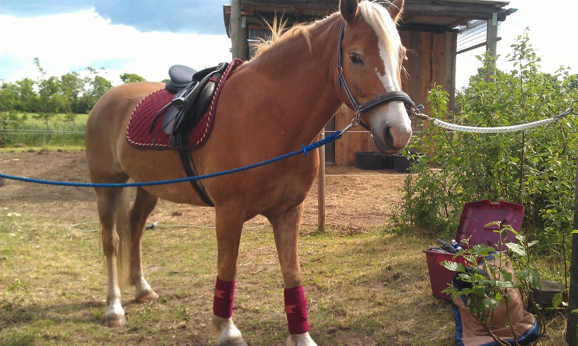 Haflinger Laban billede 3