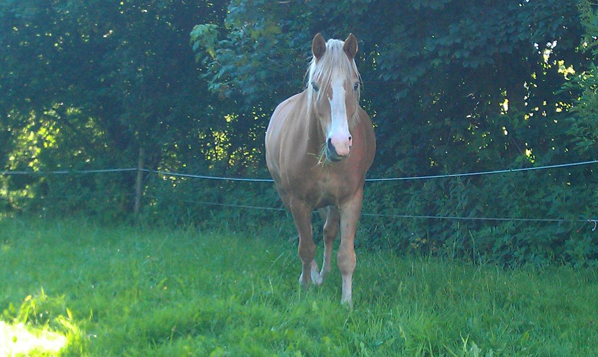 Haflinger Laban billede 6