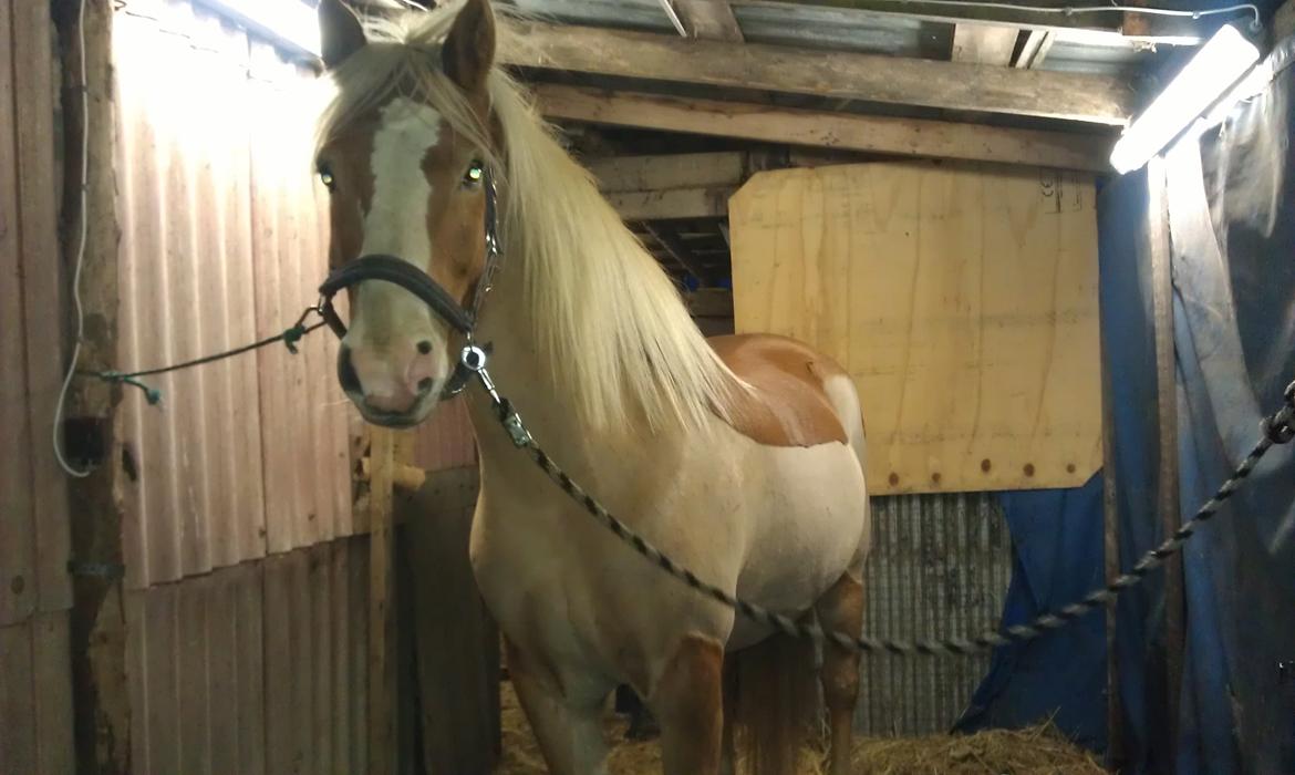 Haflinger Laban - Laban blev 'jagt-klippet' efteråret 2012 billede 7