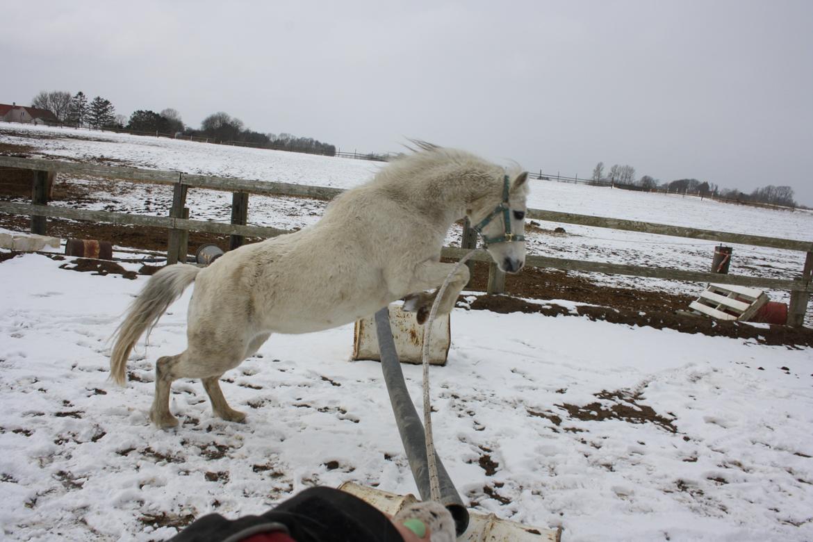 Welsh Mountain (sec A) Backerdales Gaia billede 7