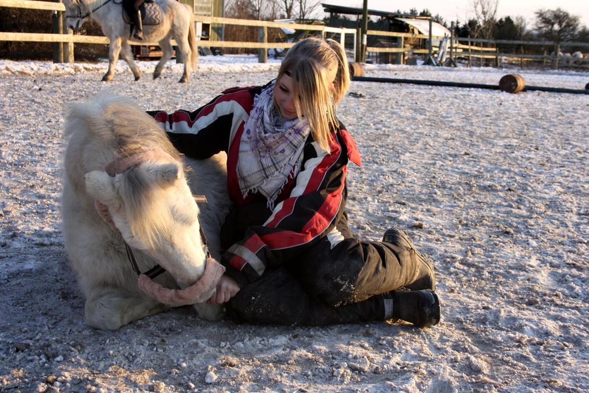 Welsh Mountain (sec A) Backerdales Gaia billede 4