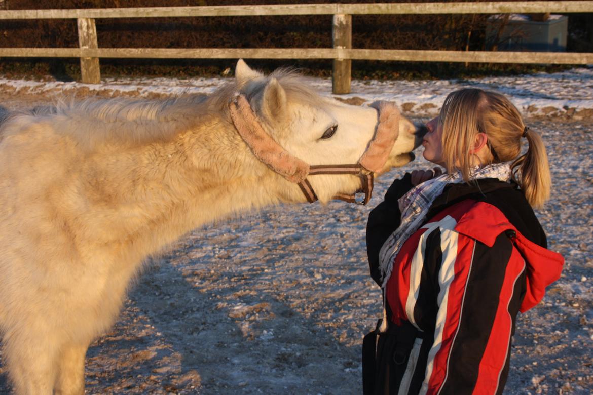 Welsh Mountain (sec A) Backerdales Gaia billede 5