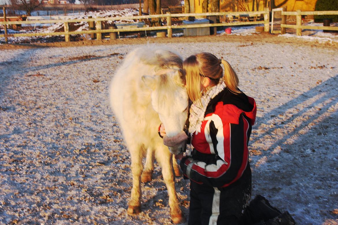 Welsh Mountain (sec A) Backerdales Gaia billede 6